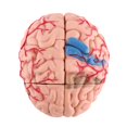 thumbnail image 3 of Sonew Human Brain,1pc Disassembled Anatomical Human Brain Model Medical Teaching Tool Toy, Anatomical Model, 3 of 11