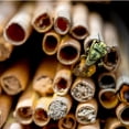 thumbnail image 2 of Lot de 100 Tubes pour Abeilles, Roseaux Naturels, Tubes de Remplacement pour Maison d'Abeille Mason pour la Pollinisation, 2 of 9
