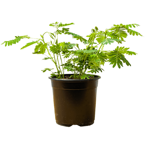 Mimosa Pudica | Sensitive Plant (S) Live Plants in 4" growers pot
