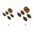 thumbnail image 1 of Inline Method Fishing Bite Feeders Universal Molds Thrower Fish Lures Plumb Set Attachment Outdoor Freshwater Saltwater Large Grams, 1 of 7