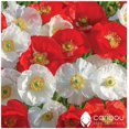 thumbnail image 1 of GSDWIUEW Pavot Vivace OH CANADA 100+ Graines-Fleurs Rouges et Blanches, Centre Noir, Haute Germination, Graines, 1 of 1