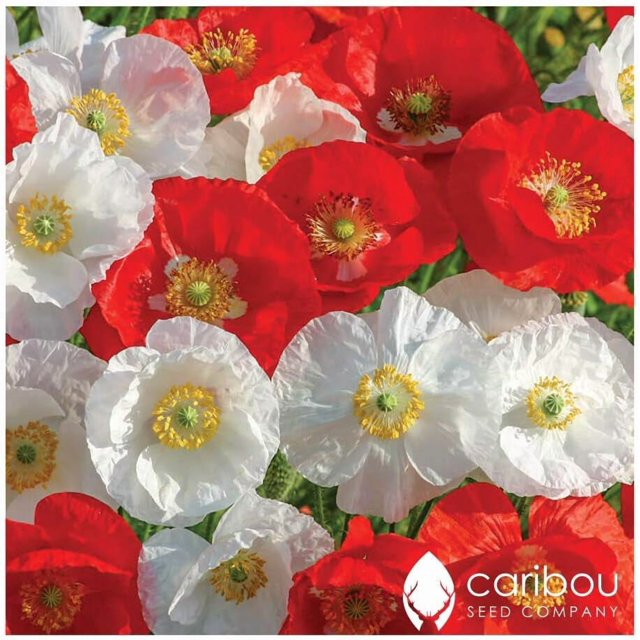 GSDWIUEW Pavot Vivace OH CANADA 100+ Graines-Fleurs Rouges et Blanches, Centre Noir, Haute Germination, Graines