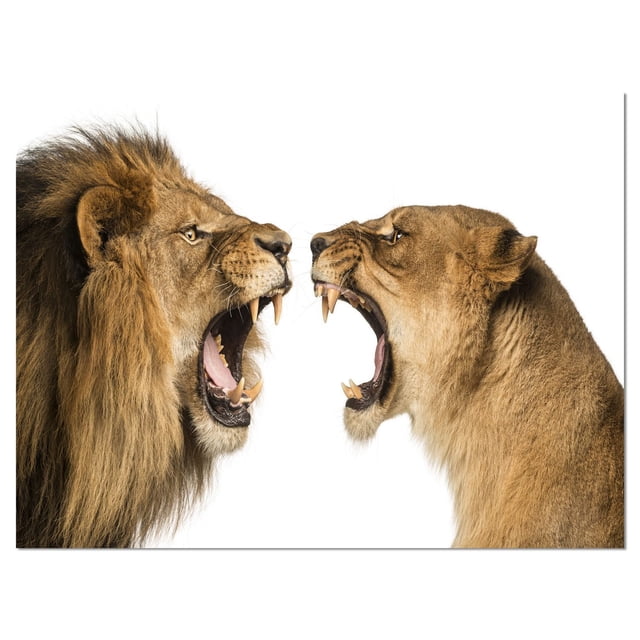 Design Art Lion And Lioness Roaring Canvas Print featuring a gallery wrapped cotton canvas with a close-up side view of a roaring male lion with mane facing a roaring female lioness on a white background, ready to hang wall art that brings wildlife imagery into home décor, often used to add a bold natural element to living spaces.