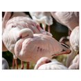 thumbnail image 1 of Design Art Pat of Flamingos Close up Canvas Print, 1 of 3