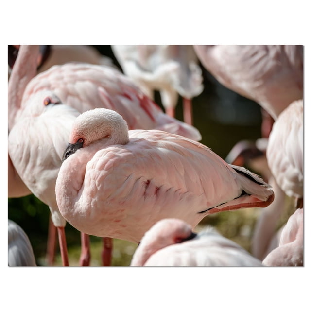 Design Art Pat of Flamingos Close up Canvas Print