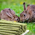 thumbnail image 5 of Jinsinto Rabbit Chew Toys, 30 Sticks Natural Small Animal Hay Sticks Molar Chewing Teeth for Rabbits Lime Hamster Indian Pig Squirrel, 5 of 5