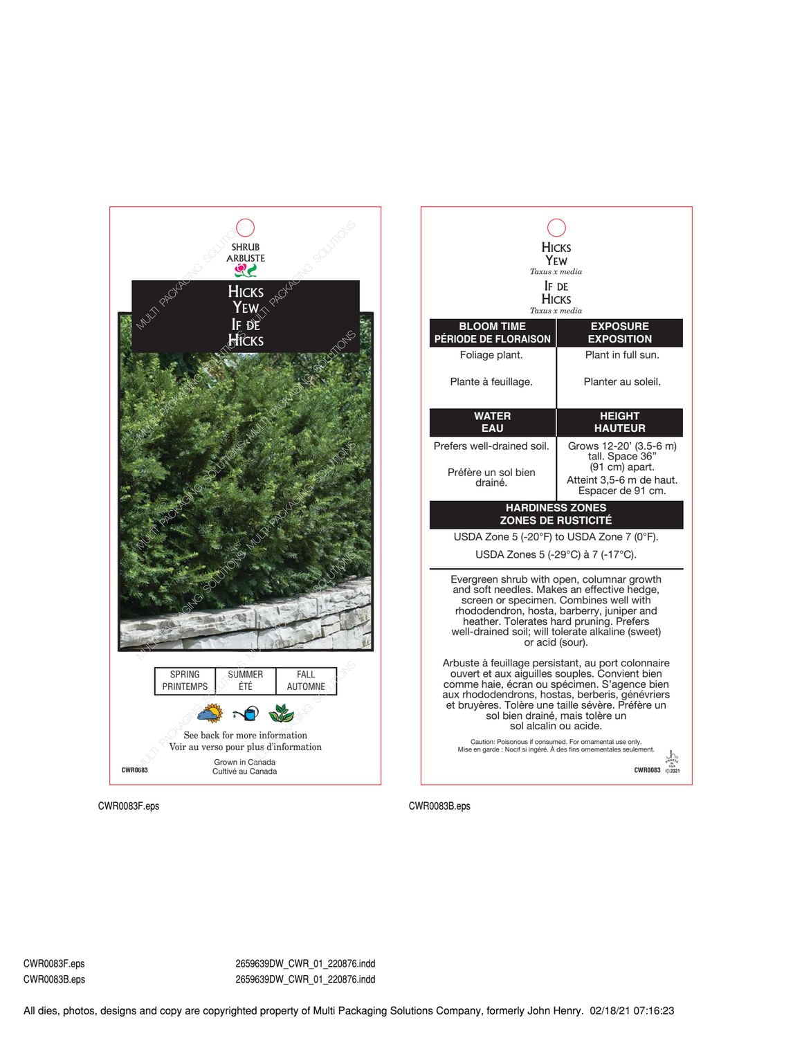 If 'Hicks' (Taxus), pot de 2 gal, arbuste