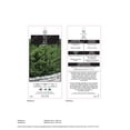 thumbnail image 4 of 2 Gallon Hicks Yew Shrub, 4 of 6