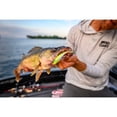 thumbnail image 4 of Appâts de pêche Gulp Alive 3 po - Assortiment de vairons, 4 of 10