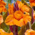 thumbnail image 1 of Flower Bulbs - Canna Indica Hybrid Durban (3 Bulbs), 1 of 1