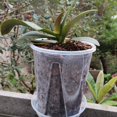 thumbnail image 2 of Plant Pot Transparent Thickened Large Capacity Breathable DIY Plant Plastic Permeable Tall Flower Pot Greenery Accessories, 2 of 7