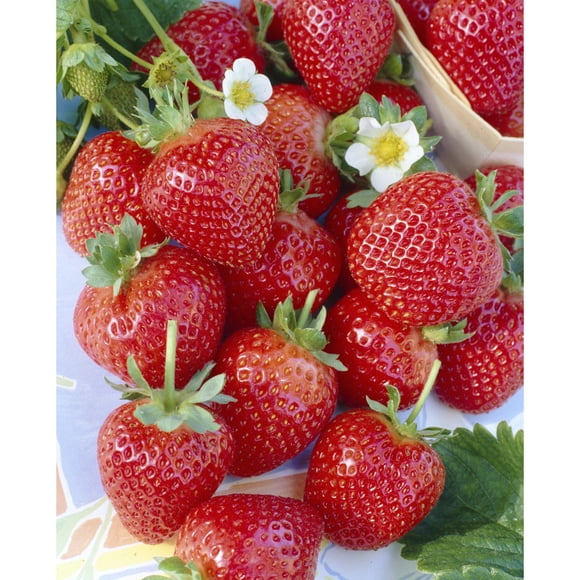 Tasc Strawberry Seeds – Ozark Beauty Everbearing Perennial Fruit Plant Seeds