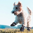thumbnail image 5 of Dog Shoes for Hot Pavement Paw Protector, Anti-Slip Sole Summer Cat Dog Boots with Reflective Straps 4PCS, 5 of 5