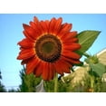 thumbnail image 1 of 25 Graines de Fleur de Tournesol Soleil Rouge Helianthus Annuus, 1 of 2