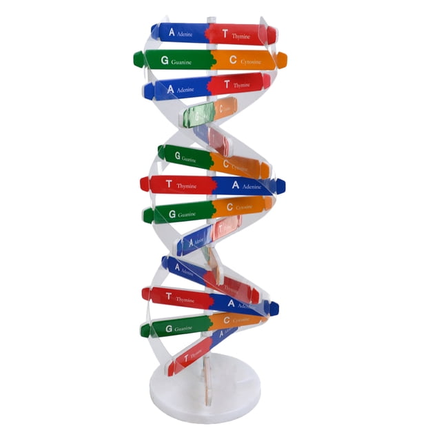 1 Ensemble Modèle de Gènes Humains Modèle d'ADN Jouets Scientifiques Jouet d'Assemblage pour Enfants