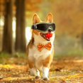 thumbnail image 3 of Cat Sunglasses Sun Goggles With Adjustable Straps For Driving And Outdoor Pet Eye, 3 of 5