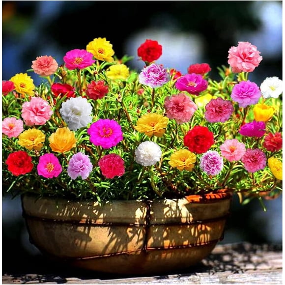 HIGHGW Moss Rose Mix Seeds Portulaca Annual Flowers for Planting 150 Seeds