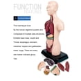 thumbnail image 3 of HAOAN Kids Anatomy Toys Human Body Model  Assembled Human Torso Organ Model for Kids Children Learning Science Anatomy  Ages 6+ (Multi-Type), 3 of 19