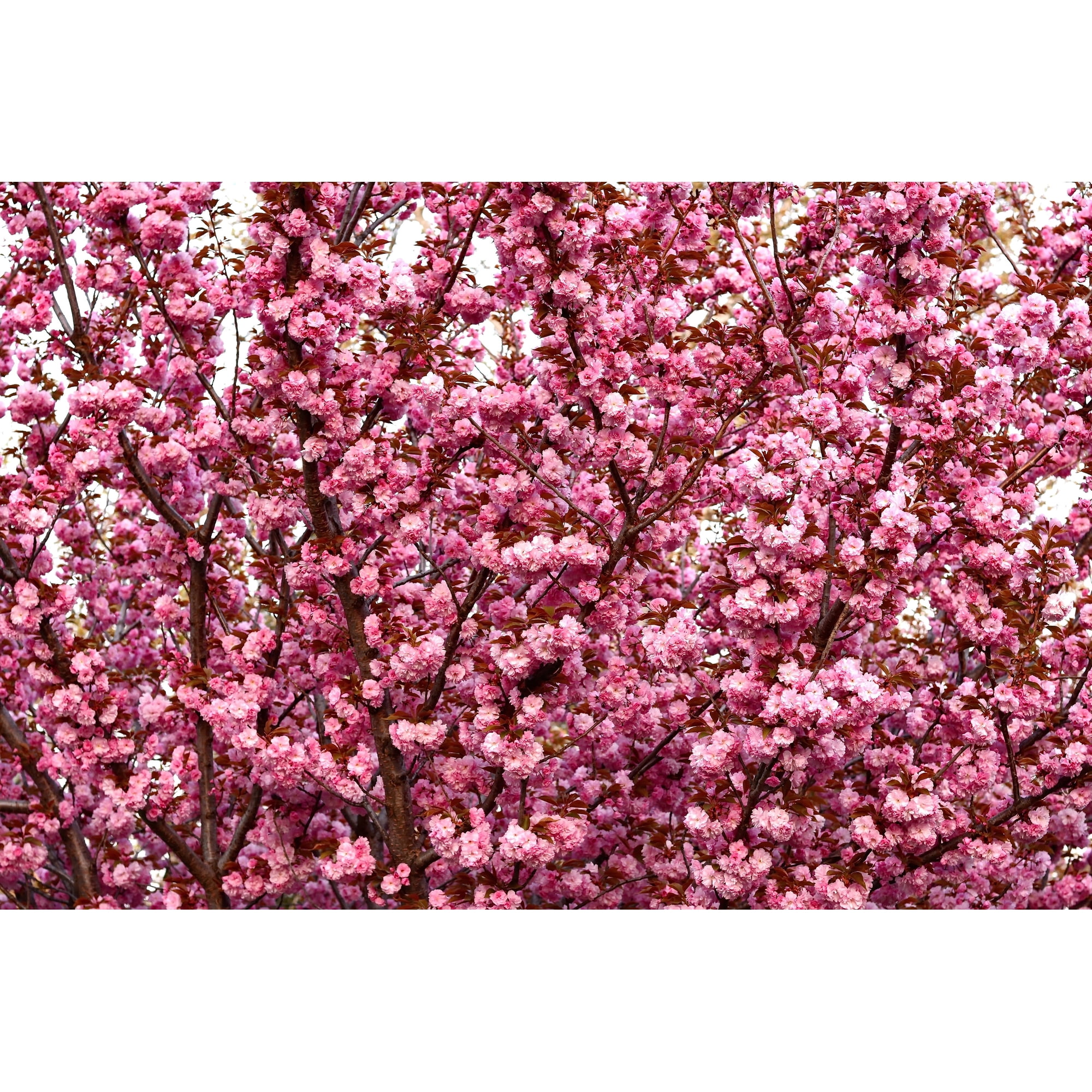 10 JAPANESE FLOWERING CHERRY Tree Oriental Prunus Serrulata Flower