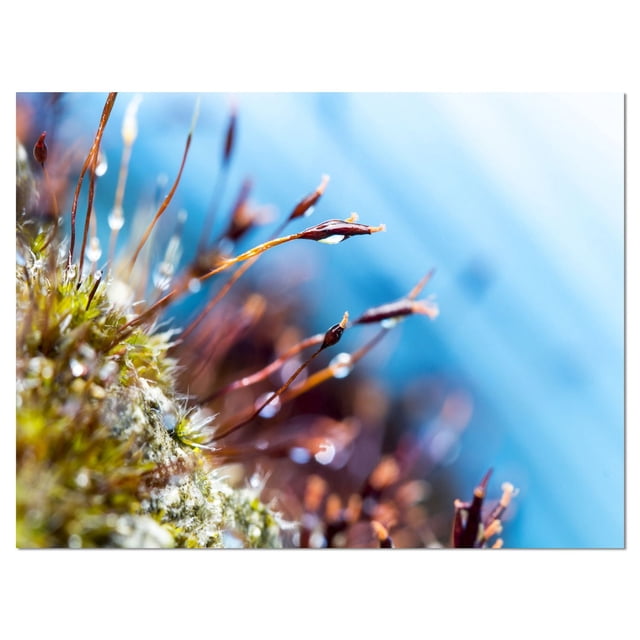 Design Art Fleurs de Mousse en Été Printemps Impression sur Toile Mettant en Vedette un Gros Plan de Mousse avec des sporophytes Brun Rougeâtre et des Gouttelettes d'Eau sur Toile de Coton Enveloppée pour Galerie, Prêt à Accrocher Art Mural avec un Fond Bleu Flou, Idéal pour la Déco de la Maison.