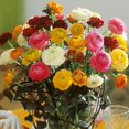 thumbnail image 3 of GSDWIUEW 8 Ranunculus Bulbs for Planting, Pastel Mixed Persian Buttercup Bulbs Mix Color Ranunculus Asiaticus Corms Perennial Flower Bulbs for Garden, 3 of 7