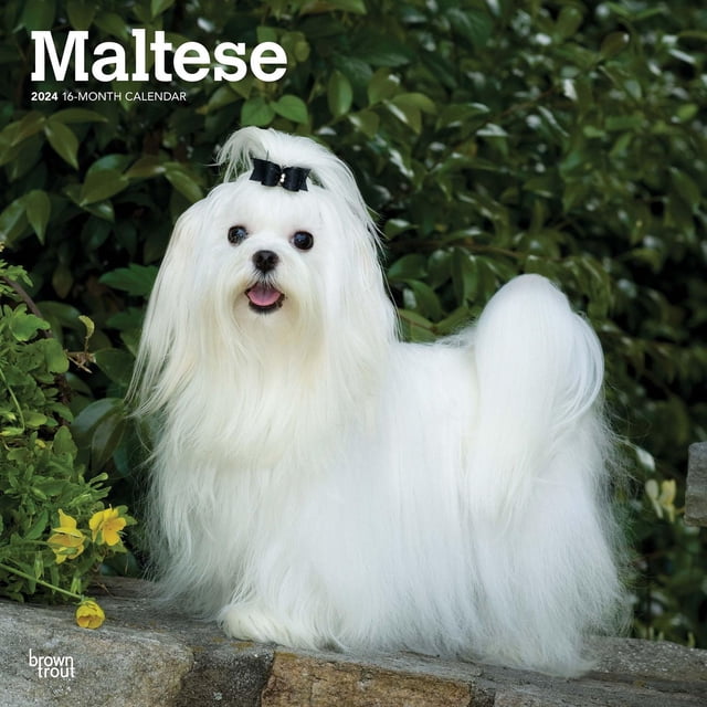 BrownTrout Maltese 2024 12x24 Inch Square Wall Calendar cover featuring a Maltese dog with long white silky hair and a black bow on its head, standing on a stone ledge with green foliage and yellow flowers in the background, suitable for dog enthusiasts and calendar users.