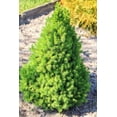 thumbnail image 3 of 2 Gallon Dwarf Alberta Spruce Shrub, 3 of 6