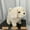 Jouet Interactif pour Chien en Peluche Moins de 5 $ a2, variante sur Cagogo Jouet Chien Électrique, Labrador Chiot Interactif Qui Marche et Aboie, Jouet en Peluche pour Enfants, Chien en Peluche Réaliste avec Queue Remuante pour Enfants, Jouet Réaliste pour Cadeau d'Anniversaire Déco Maison Temps de Jeu