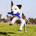 thumbnail image 3 of Baton Nerf Dog TPR beurre arachide 25cm, 3 of 4