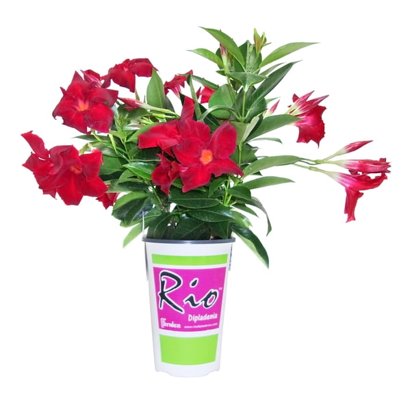 Rio #4.33 Dipladenia Red Flowering Annual Plant, Outdoor Live Plants for Home Garden