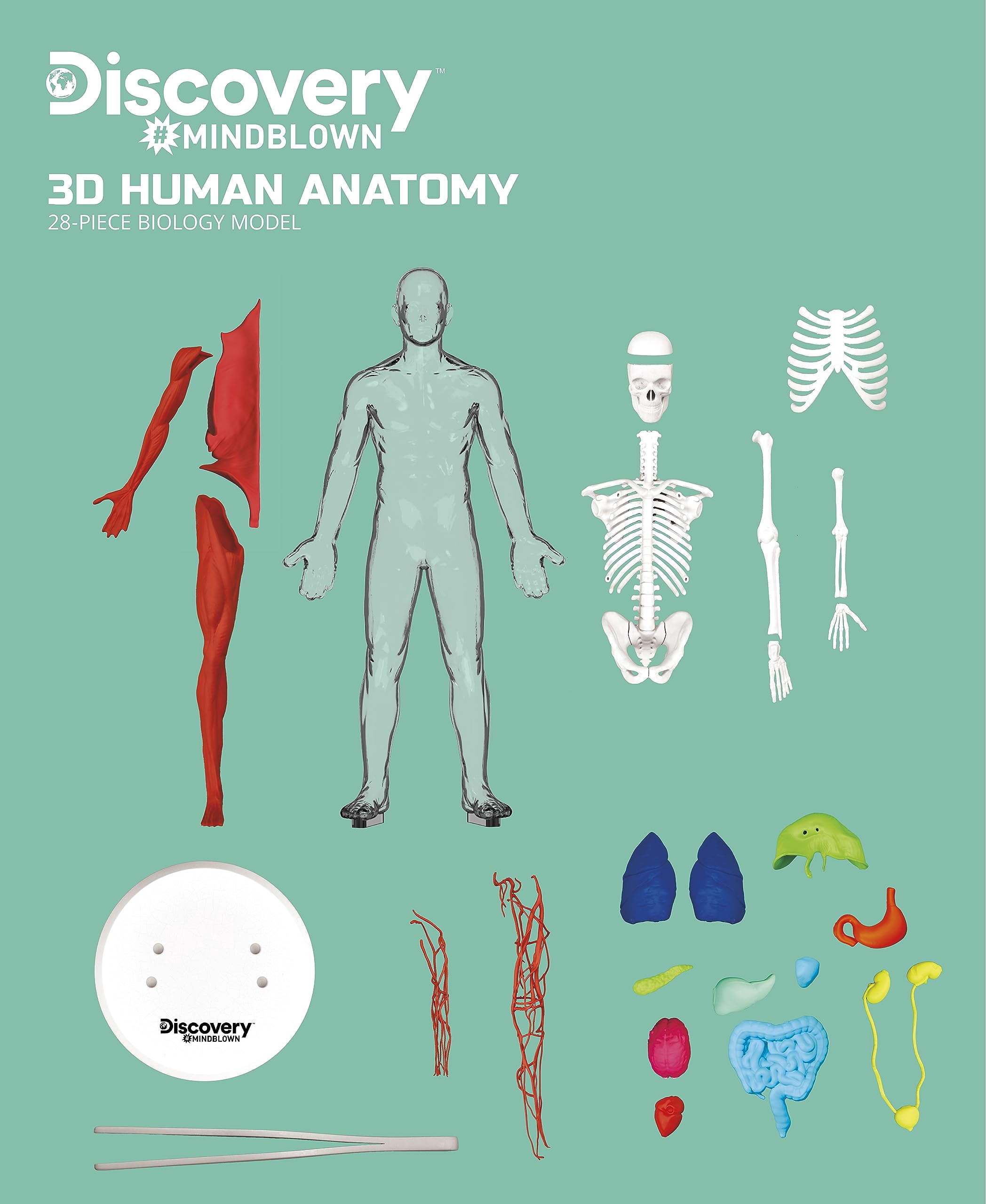 Ensemble Anatomie humaine Discovery