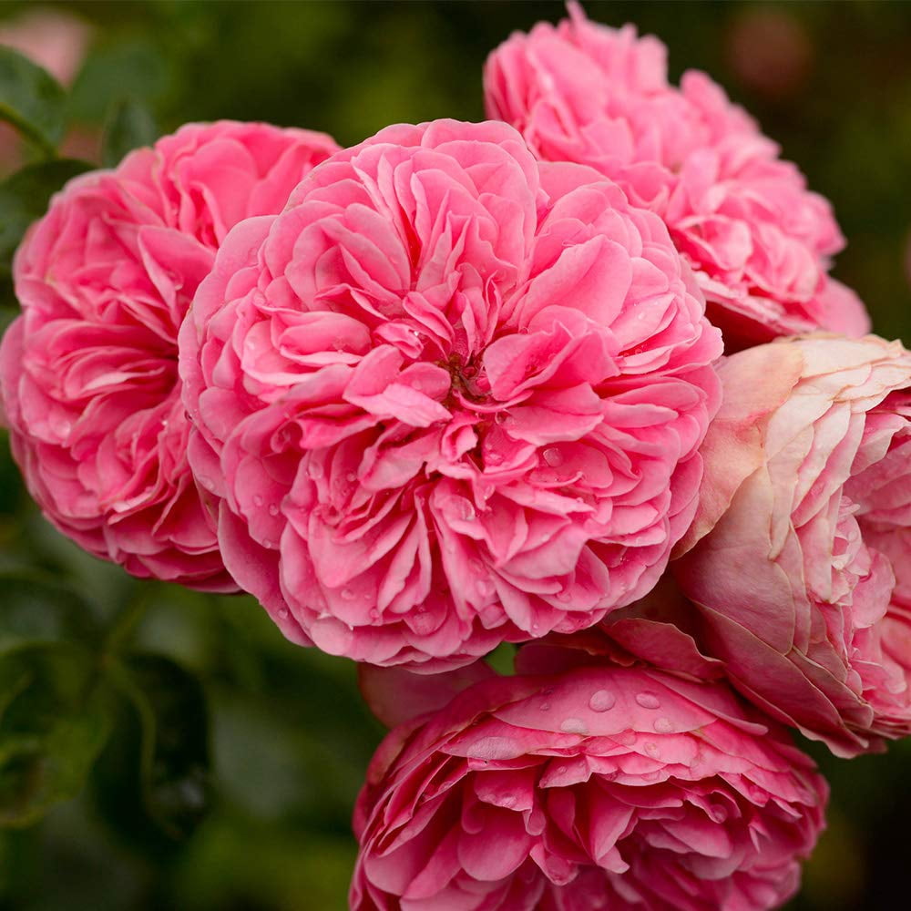 Heirloom Roses Rose Plant - Leonardo Da Vinci® Pink Rose Bush