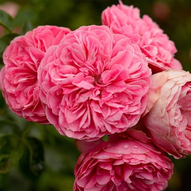 Heirloom Roses Rose Plant - Leonardo Da Vinci® Pink Rose Bush, Live Shrub Rose Plant for Planting Outdoors
