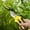 handheld pruners save effort Under $5 a4, variant on Kadlawus Garden Pruning Shears for Gardening, Stainless Steel Blades Handheld Pruners, Effort-Saving Pulley Lever Bypass Pruners for Branches, Flowers, Plants