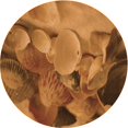 thumbnail image 1 of Ahgly Tapis Rond Lavable en Machine Intérieur Transitionnel Orange Néon, 4 Pieds Rond, 1 of 7