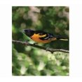 thumbnail image 4 of First Nature 16 OZ ORIOLE NECTAR CONCENTRATE, 4 of 5