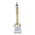thumbnail image 3 of serony Spine Model Vertebral Column Anatomical human skeleton aid spine model for Kids Models pelvis model Learning Display Classroom hanging, 3 of 9