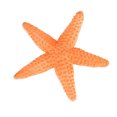 thumbnail image 2 of RKSTN Baby Toys Realistic Sea Animals Solid Simulation Figurines ABS Figures Models Collection Educational Toys For Children Educational Toys for Toddler Babies, 2 of 4