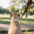 thumbnail image 1 of Durable Reflective Dog Collar with Heavy Duty Metal Buckle Adjustable and Comfortable Pet Collar for Medium and Large Dogs, 1 of 4