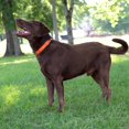 thumbnail image 2 of Country Brook Petz Martingale Dog Collar - Heavy-Duty Training Collar with No Buckle - Service Dog Collar for All Pups - Vibrant, Colorful Collection (Orange, 3/4 Inch, Small), 2 of 8