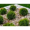 thumbnail image 2 of 2 Gallon Danica Globe Cedar (Thuja) Shrub, 2 of 5