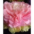 thumbnail image 4 of 14" Pink Multi-Color Tissue Paper Flower Pom Pom Decoration (3-Packs), 4 of 4