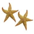 thumbnail image 1 of 2Pcs Dried Starfish Sea Star Beach Craft Wedding Party Home Decoration, 1 of 8