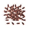 thumbnail image 2 of 100Pcs Fake Roaches Roach Party Favors, Funny Tricky Toys, Simulation Artificial S, 2 of 9