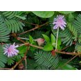thumbnail image 2 of 100 Graines de MIMOSA / Plante Sensible / Ne Me Touche Pas - Schrankia Uncinata, 2 of 3
