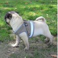 thumbnail image 5 of Cat Harness, Cat Harness Escape Proof, 5 of 5