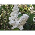 thumbnail image 4 of 20 Graines de Lilas des Arbres Blanc Colibri Fleur Parfumée Peking Syringa Pekinensis, 4 of 10