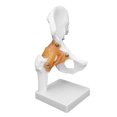 thumbnail image 2 of QIILU Back Support Therapy Professional Hip Bone Model Human Hip Joint Model Hip Joint Teaching Skeleton Braces Supports, 2 of 8