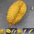 thumbnail image 3 of Bgsha Fruits Artificiels Modèle Durian Simulation Nourriture Jouet Éducatif Précoce Accessoire Photo, 3 of 9
