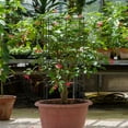 thumbnail image 3 of Gymax Lot de 4 Cages à Tomates 39 Pieds' Treillis Rond en Fer pour Plantes avec Cadre Stable (4 Unités), 3 of 10
